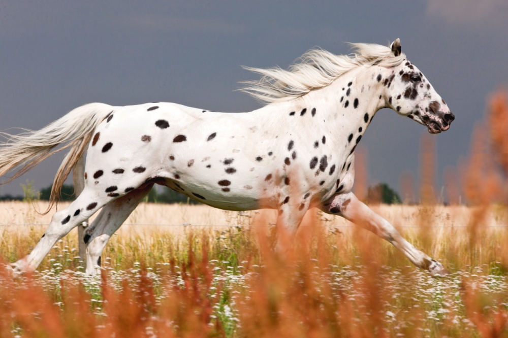 caballo dalmata