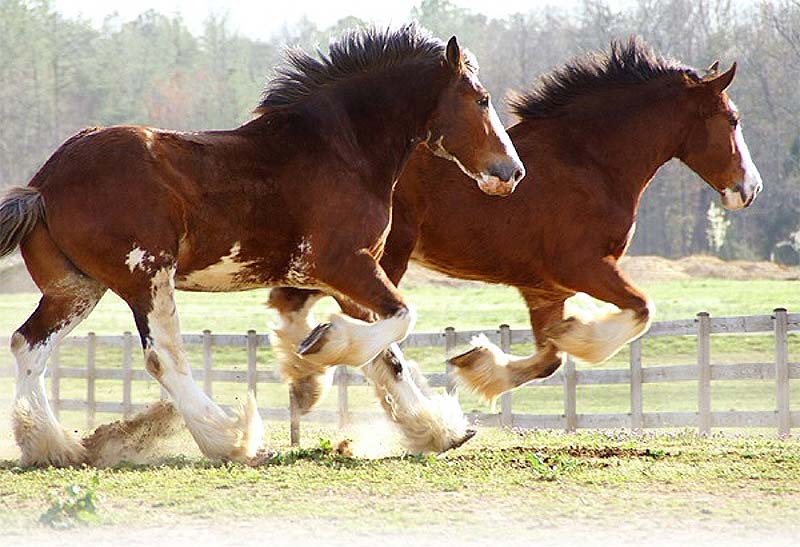 caballos-Clydesdale