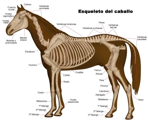 anatomia caballo