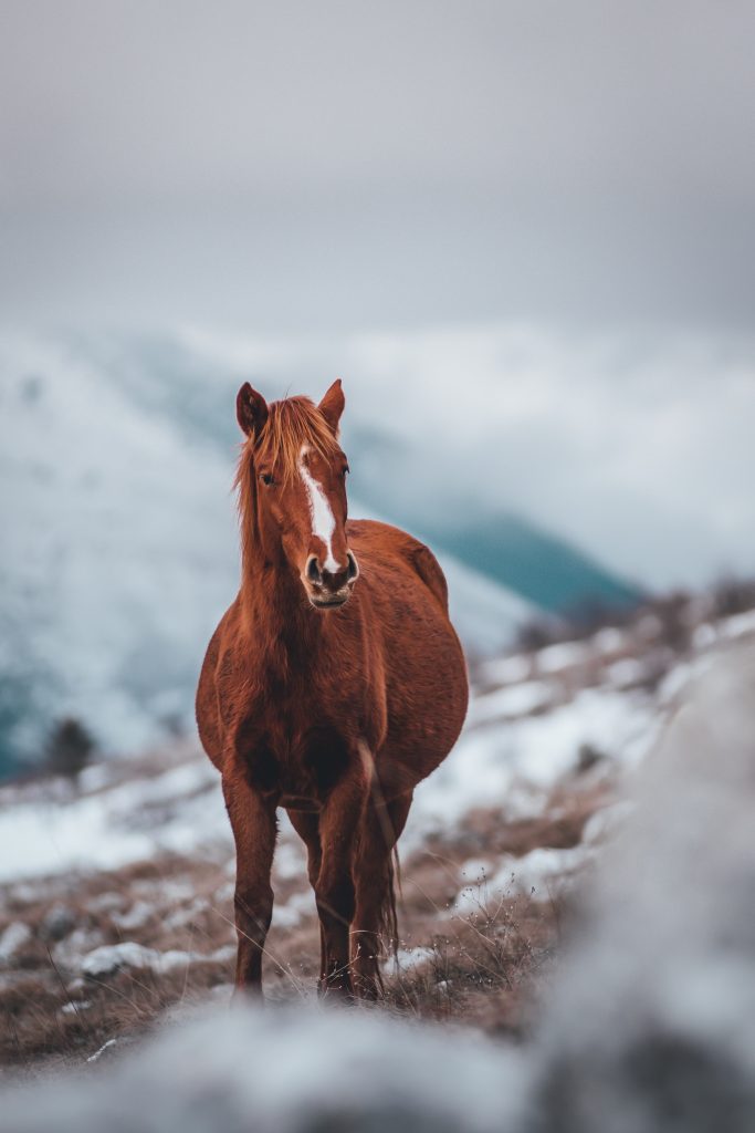 foto de caballo